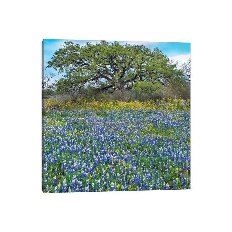 iCanvas "Sand Bluebonnet Field At Edge Of Forest, Texas" by Tim Fitzharris Canvas Print