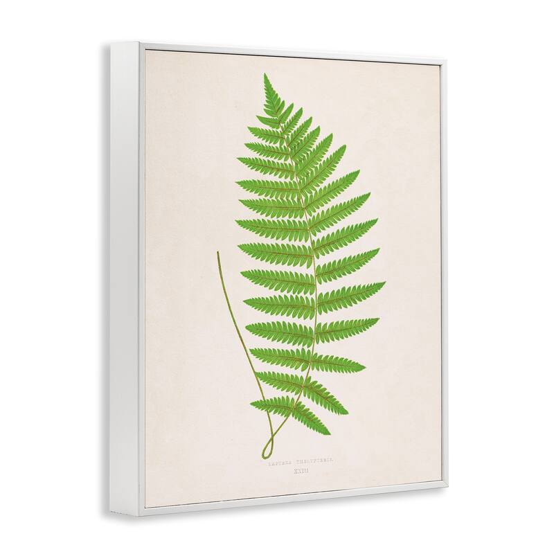 Stupell Single Fern Branch Framed Giclee Art Design By Phillipa Katz
