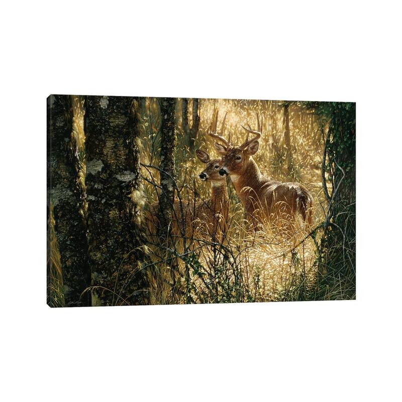 iCanvas "A Golden Moment - Whitetail Deer, Horizontal" by Collin Bogle Canvas Print
