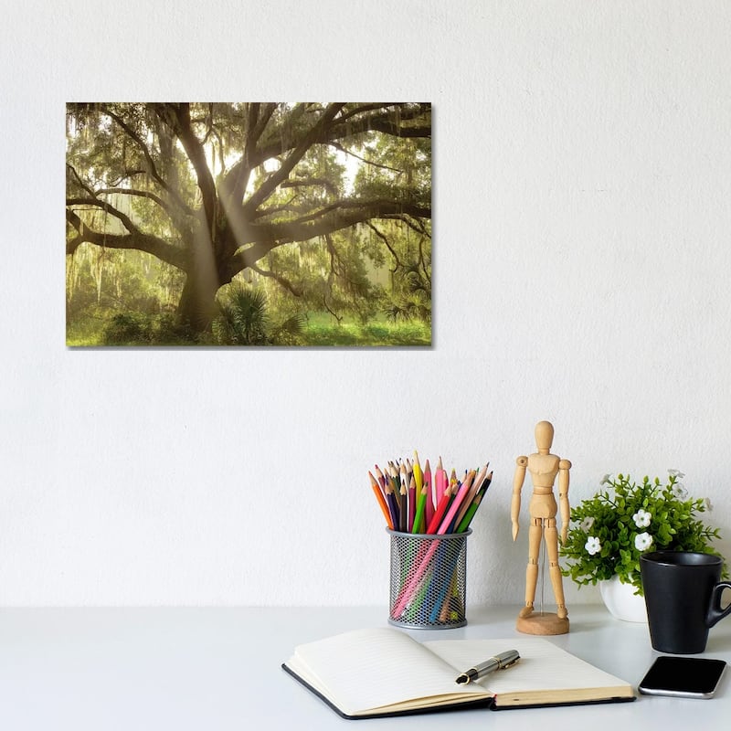 iCanvas "Beautiful Southern Live Oak tree, Flordia" by Maresa Pryor Canvas Print - 8x12x0.75