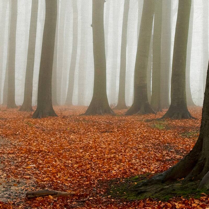 Autumn Forest Floor by PhotoINC Studio Canvas Art Print
