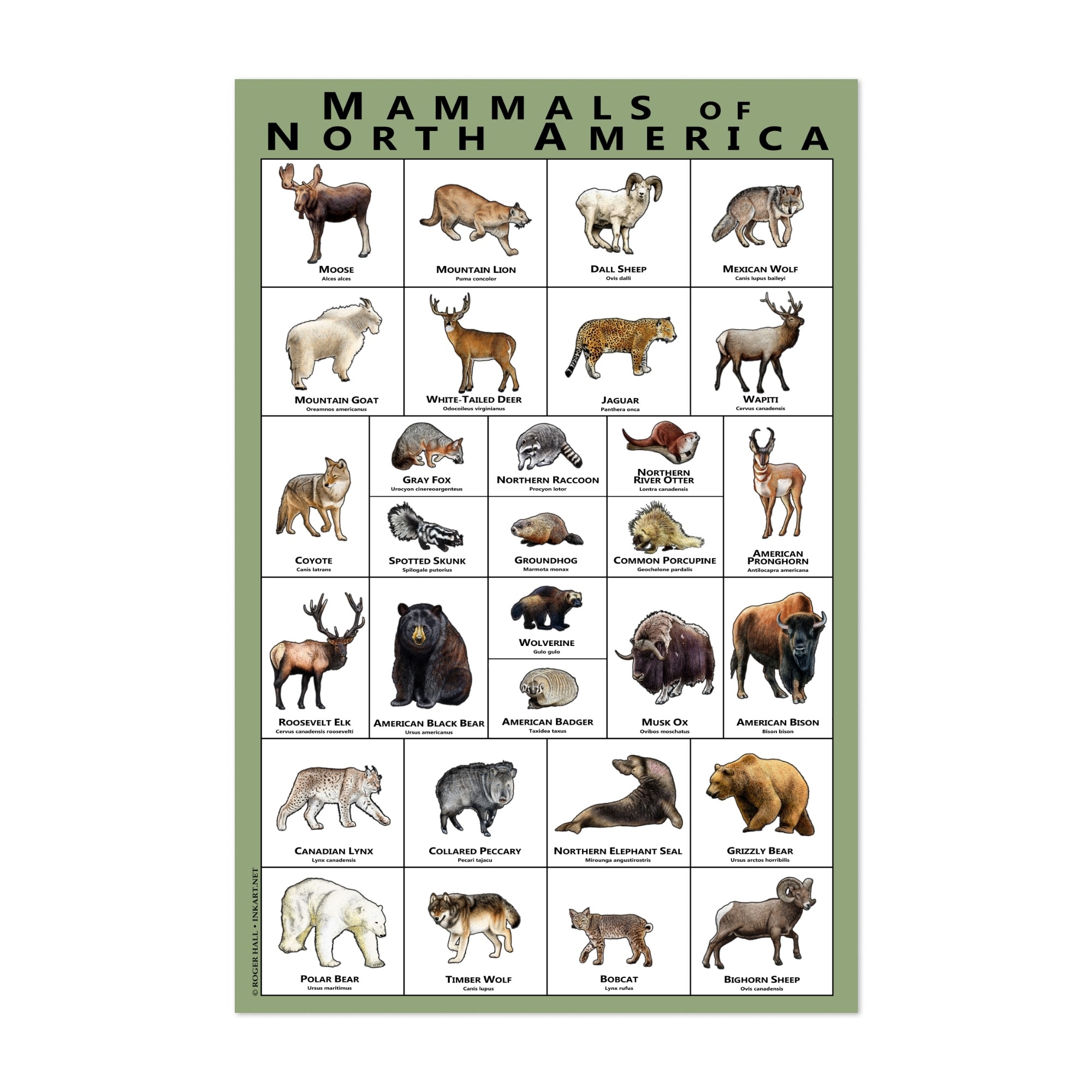 Mammals of North America Illustrations Animals Bear Art Print
