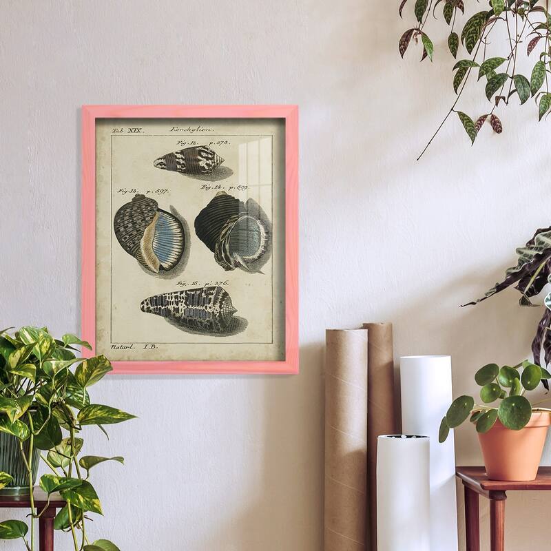 Vintage Shell Study III -Framed Print w/glass-Cherry Red