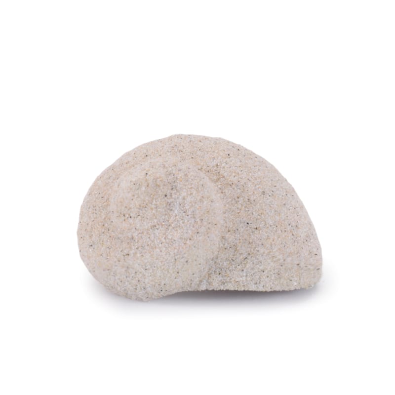 Sea Shell Filler Décor (Set of 12)