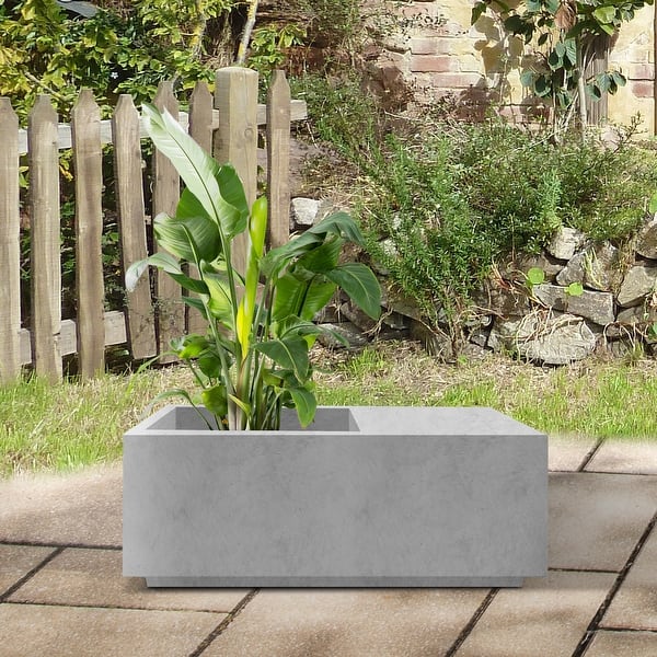 bamboo fortune plant Lucky Bamboo | Dracaena Sanderiana