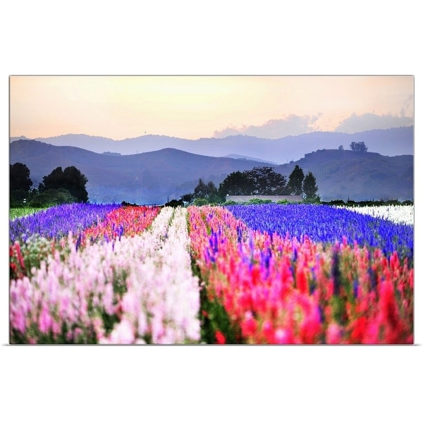 "Close up of flowers tulips in rows in fields with mountains." Poster Print