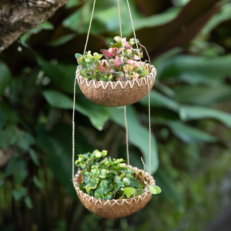 Novica Handmade Natural Prosperity Coconut Shell Hanging Planter