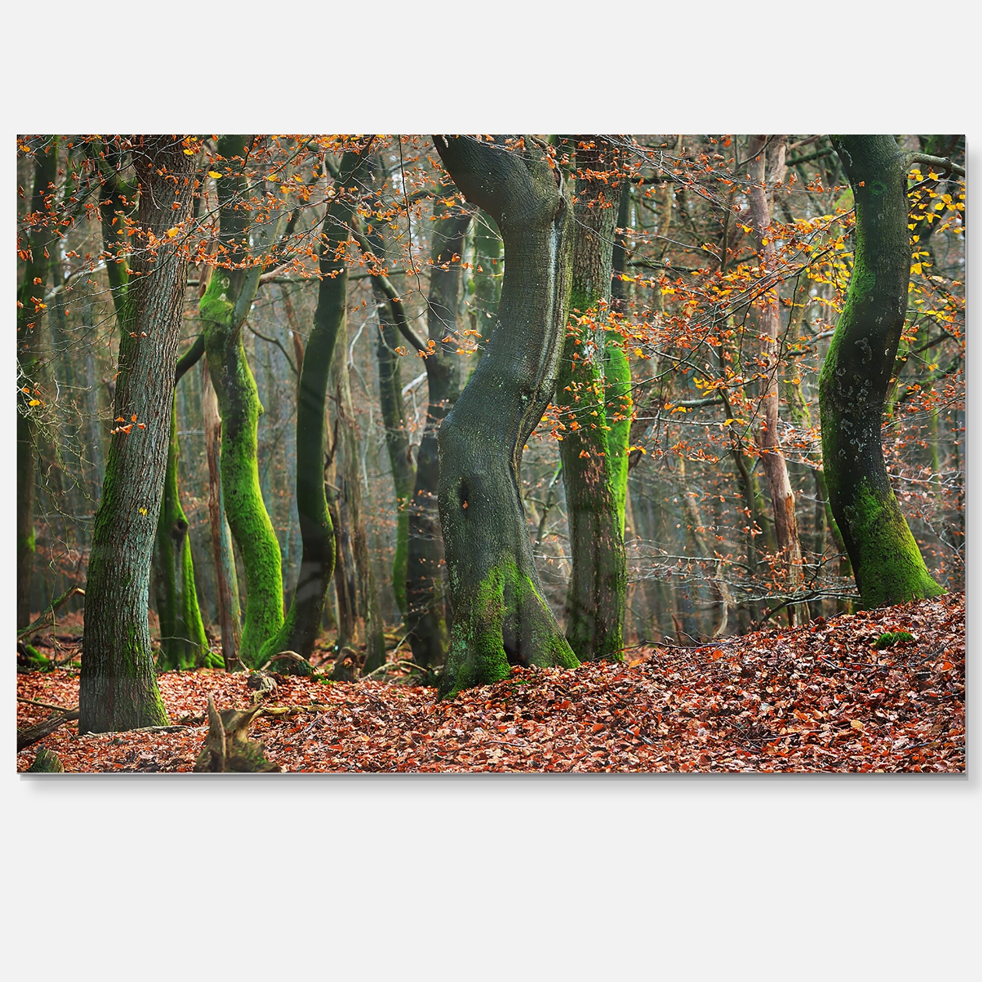 Road Through Mystical Dark Forest Landscape Photo Glossy Metal Wall