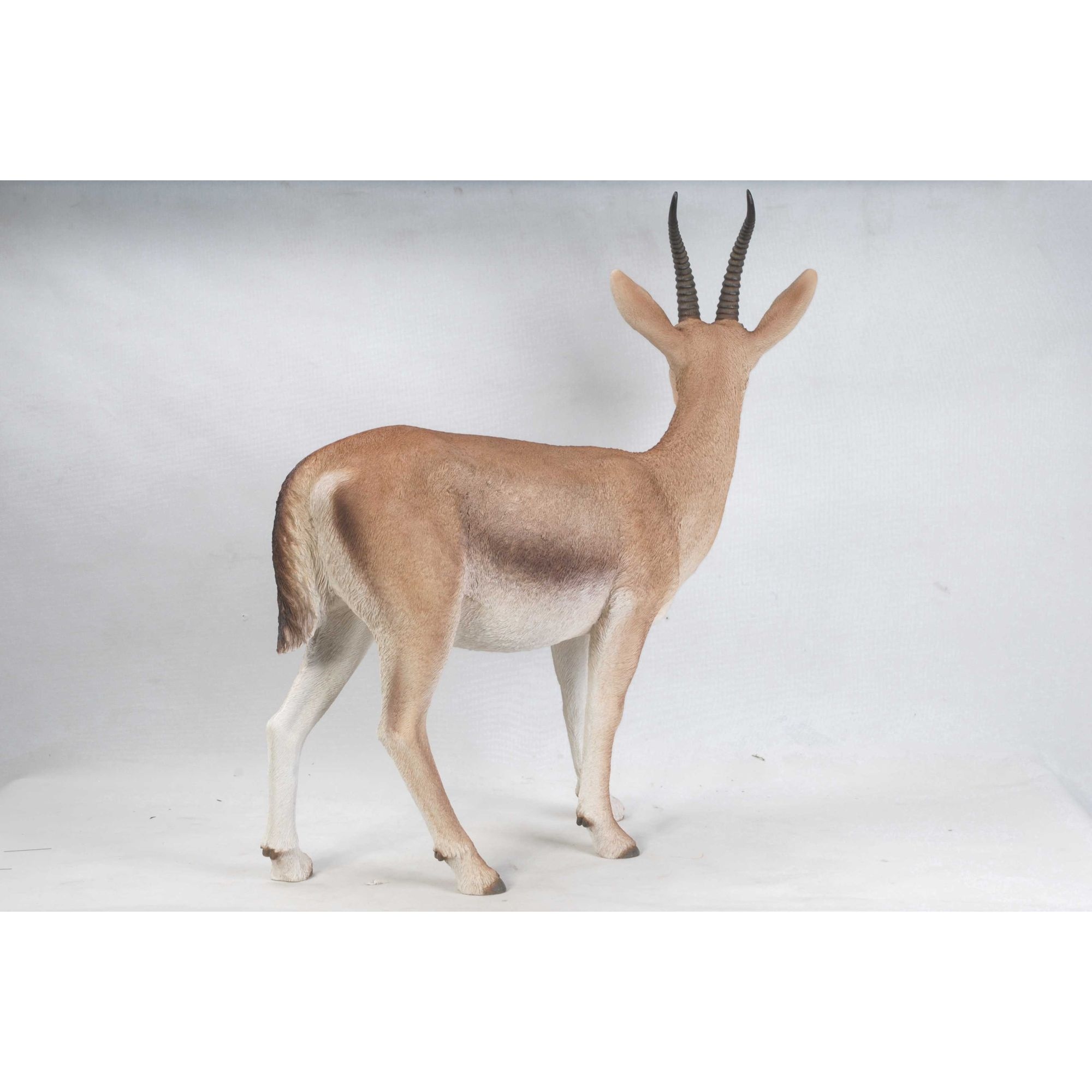Gazelle 34 sale