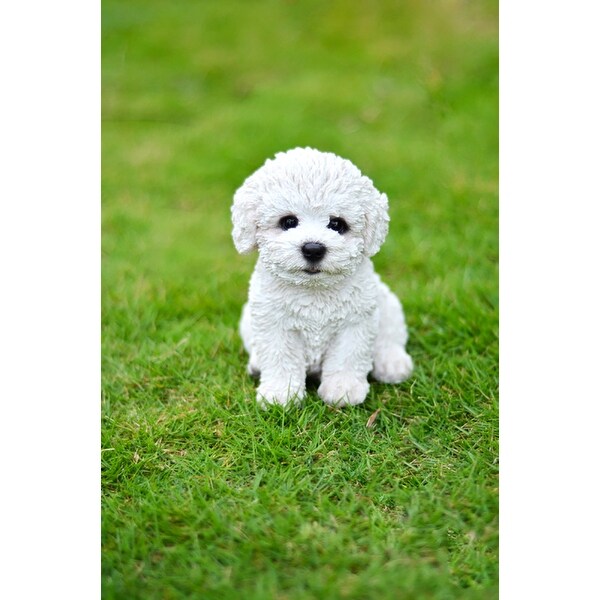 pictures of bichon frise puppies
