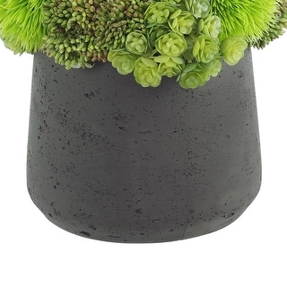 Assorted Succulents and Sedum in a Pot - Green