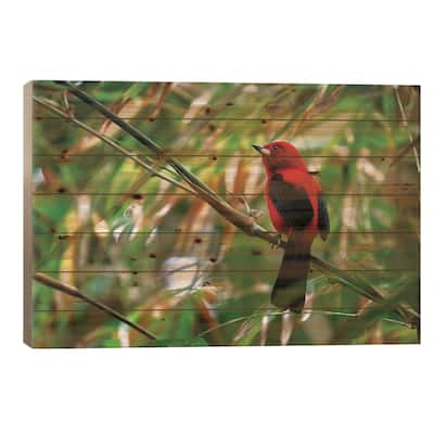 Red Tanager Bird Print On Wood by Jane Rix - Multi-Color