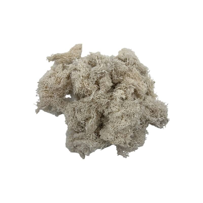 Preserved Reindeer Moss in Multiple Colors