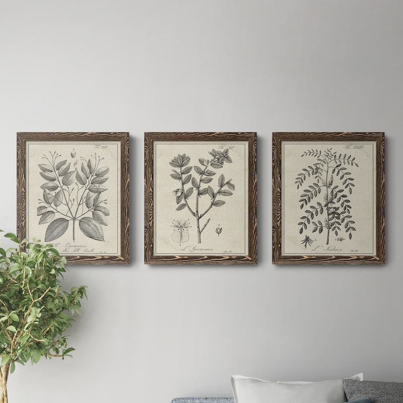 Antique Black & White Botanical VII-Premium Framed Canvas - Ready to Hang - Multi-Color