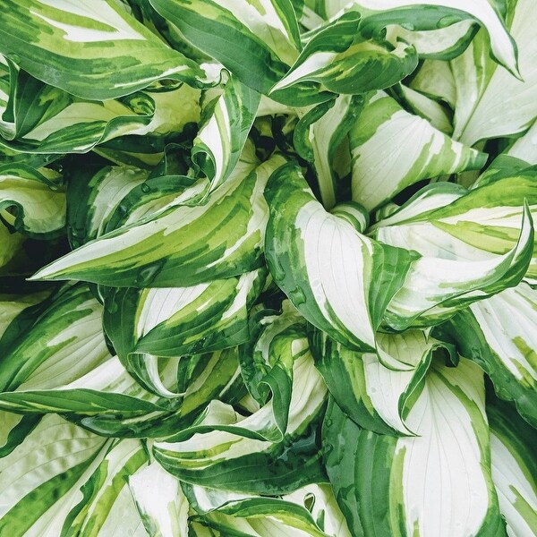 Fire and Ice Hosta - 3 Bare Roots - Green & White Hardy and Shade