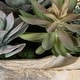 preview thumbnail 3 of 3, Uttermost 60233 Seaside Breeze 10" Tall Resin and Wood Faux Flora