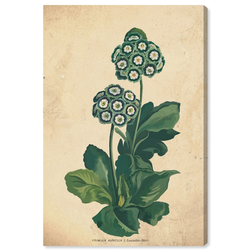 Wynwood Studio Canvas Floral and Botanical Primula Auricula Botanical Green and Dark Purple Traditional Wall Art Canvas Print