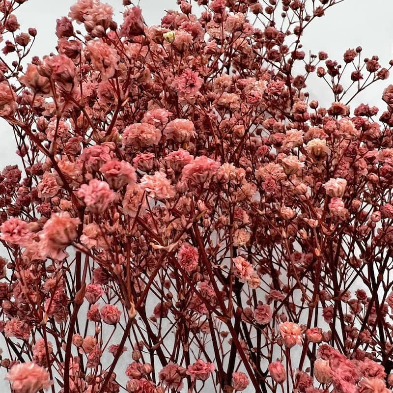 Bundle of 4 Preserved Gypsophila, Baby's Breath,24" long - 24 inch