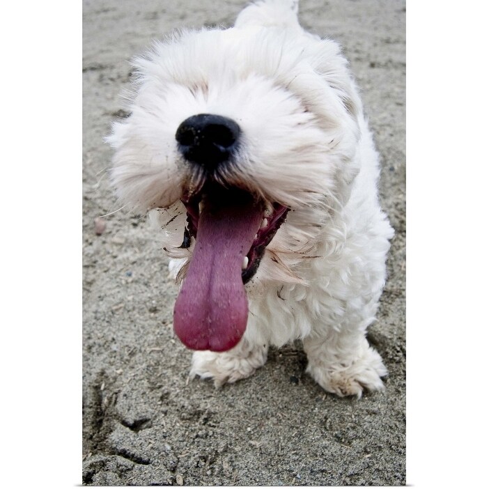 Shop Happy White Maltipoo Puppy Poster Print Overstock 16450553