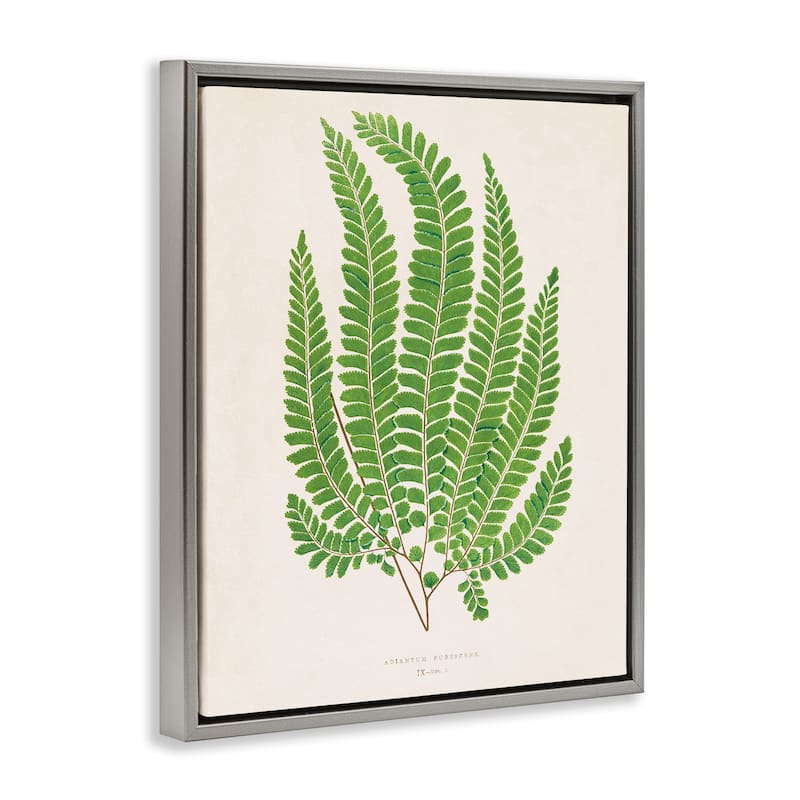 Stupell Cottage Ferns Study Framed Floater Canvas Wall Art Design By Phillipa Katz