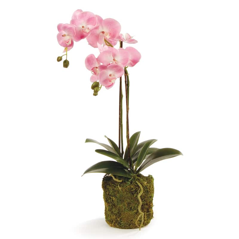 Phalaenopsis Orchid Drop-In 23" - Pink