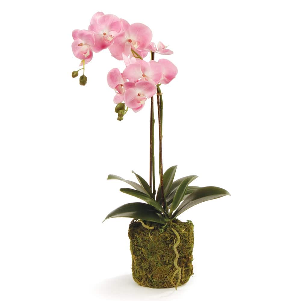 Phalaenopsis Orchid Drop-In 23" - Pink