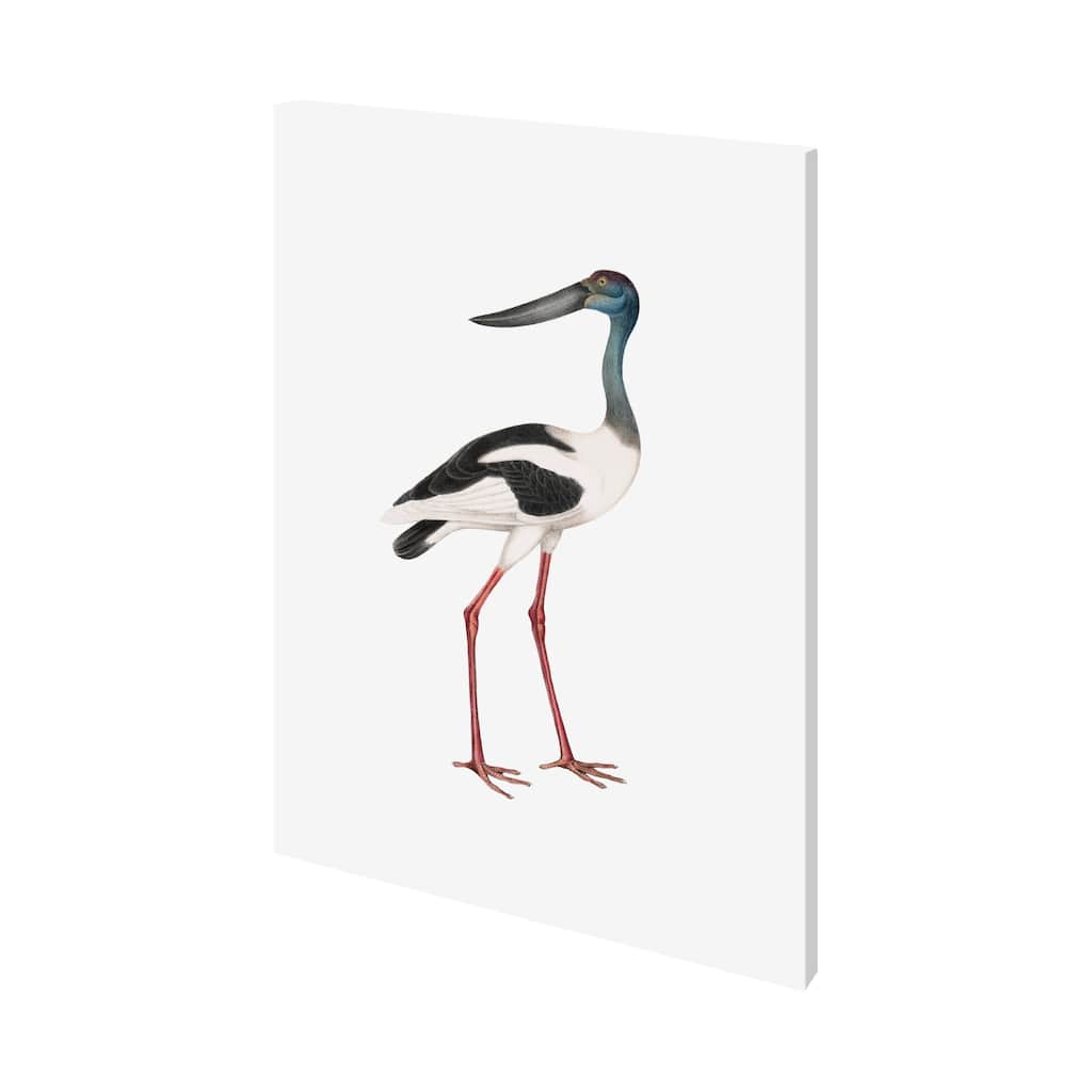 Ciconia (36 x 48) Canvas Art Print