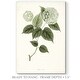 preview thumbnail 2 of 8, Sage Botanical I -Premium Gallery Wrapped Canvas