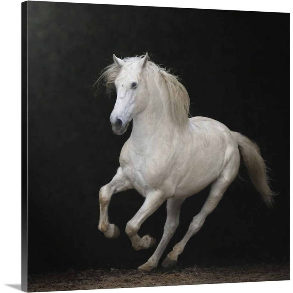 Shop White Horse Galloping Canvas Wall Art Overstock 16493603