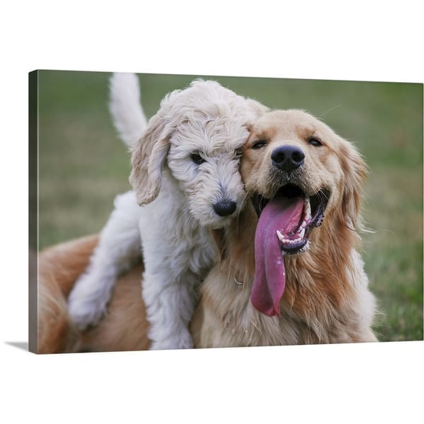 Shop Golden Doodle Puppy Sitting On Golden Retriever Canvas Wall