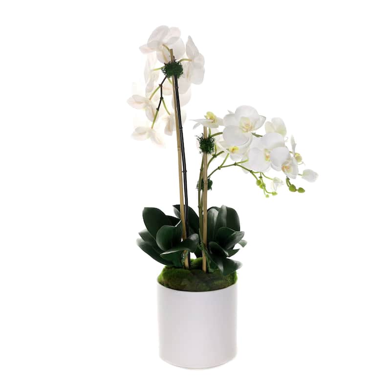 Real Touch Phalaenopsis Orchids in White Cylinder Pot