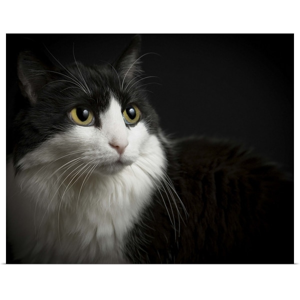 "Black and white cat, low-key on black background. Yellow eyes, and long whiskers." Poster Print