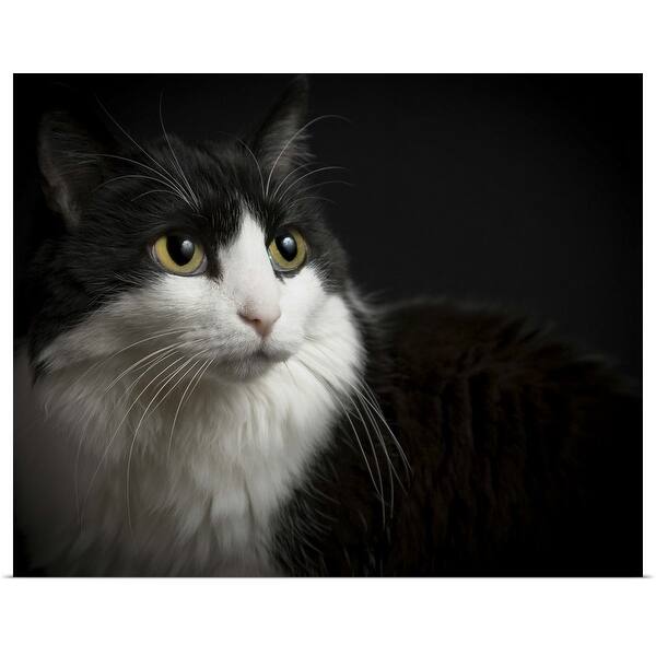 Shop Black And White Cat Low Key On Black Background Yellow