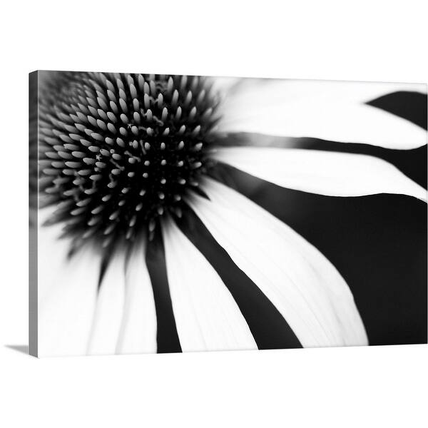 Shop White Petals On A Black Background Radiating From The Centre