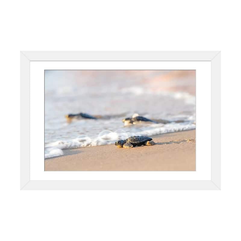 iCanvas "Kemp's Ridley Sea Turtle hatchling I" by Larry Ditto - White - 24x32x1