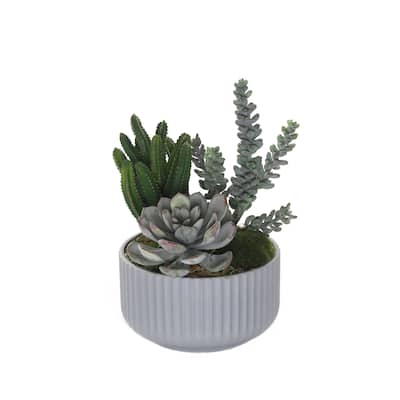 Succulents Arrangement with Moss in Gray Pot - Green