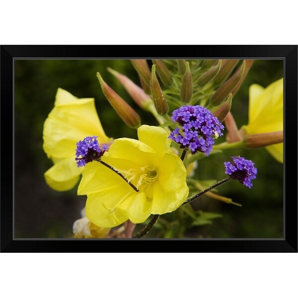 "Verbena Bonariensis and Evening Primrose, Ireland" Black Framed Print