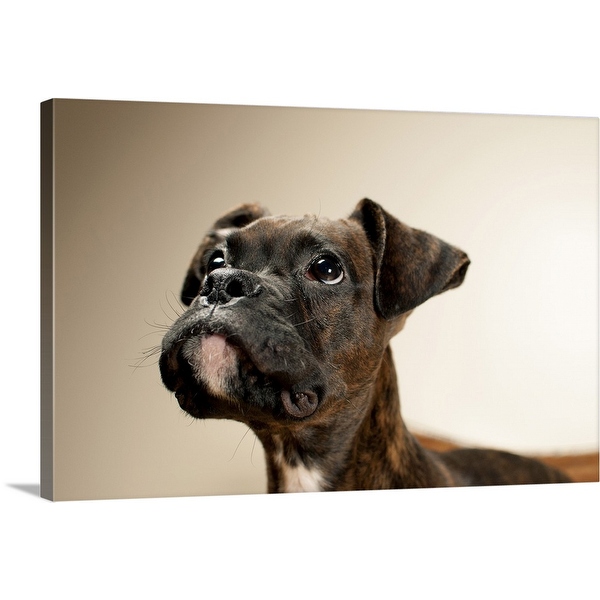 A Brindle Boxer puppy looking up curiously