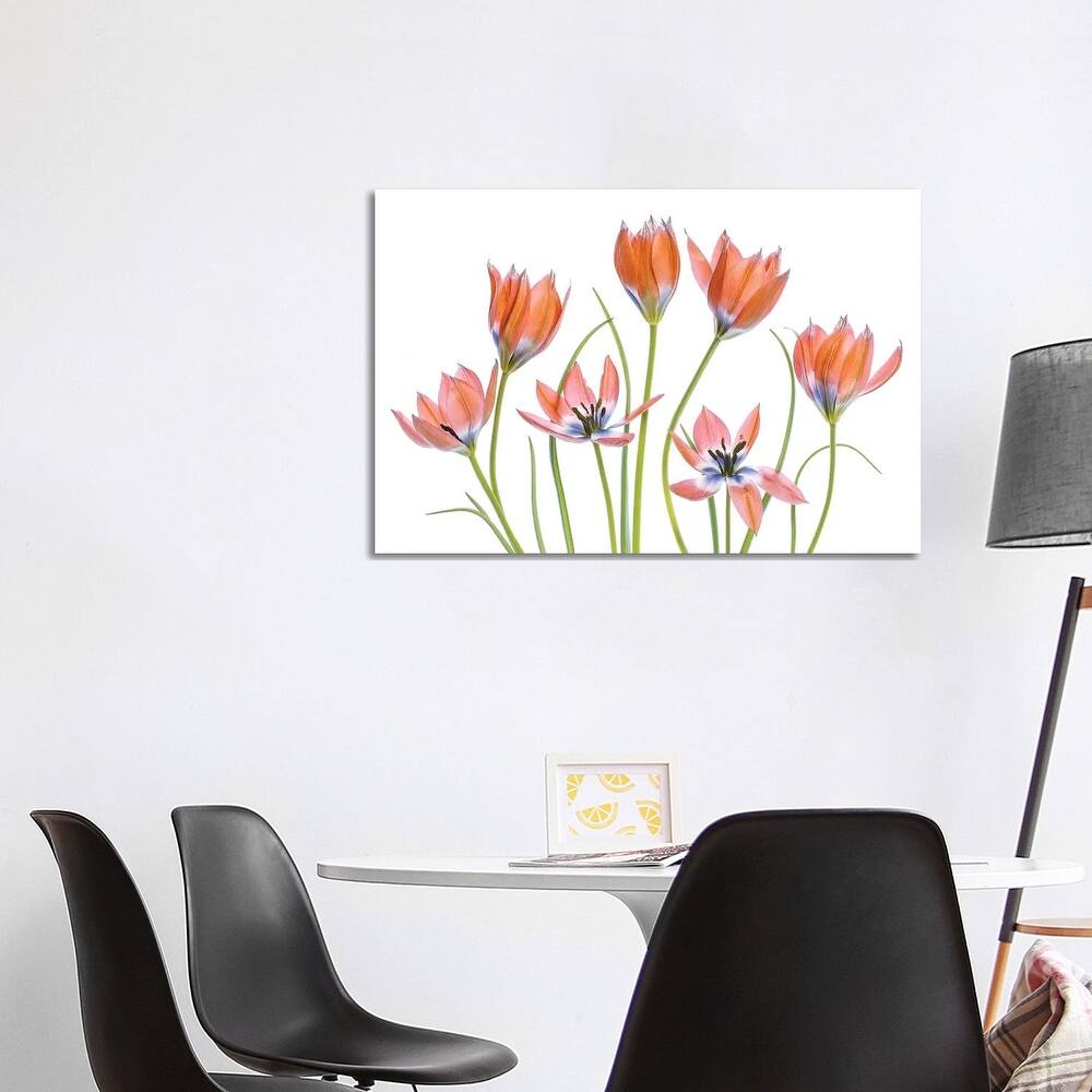 iCanvas "Apricot Tulips" by Mandy Disher Canvas Print