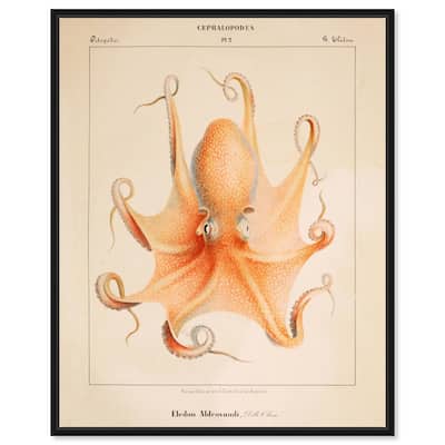 Verany The Octopus 1815 II Canvas by Art Remedy
