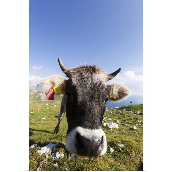 "Cow grazing the grass in a pasture located in the Italian Alps" Poster Print