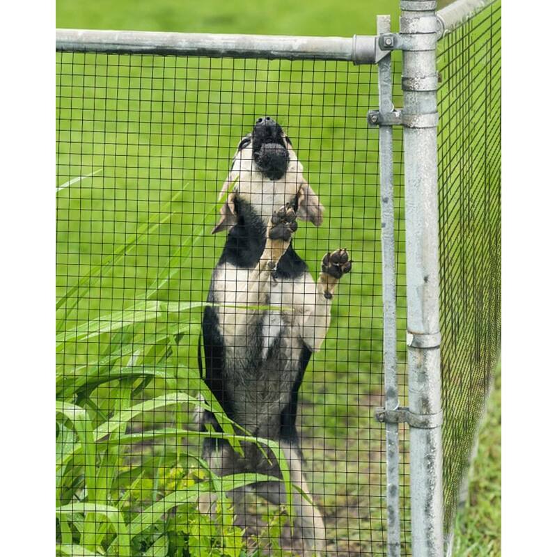 Vinyl Coated and Galvanized Alloy Steel Wire Mesh Roll