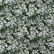 preview thumbnail 12 of 10, Laura Ashley Bramble Floral Cotton Green Duvet Cover Bonus Set