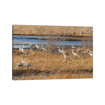 iCanvas "Sandhill Crane Migration" by Brian Wolf Canvas Print