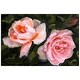 preview thumbnail 13 of 17, Empire Art Direct Ethereal Roses I Printed Tempered Glass Wall Art