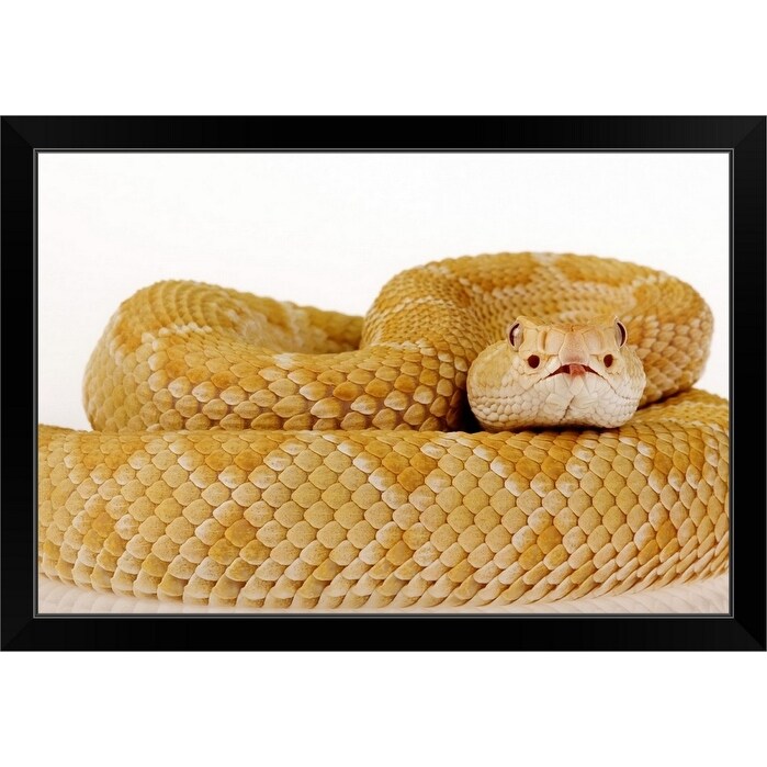 Albino Western Diamondback Rattlesnake Crotalus Atrox Black Framed Print