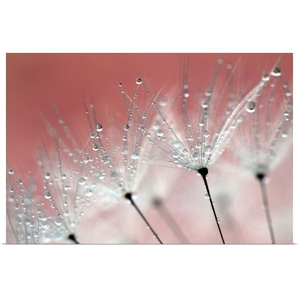 "Water droplets on a dandelion with the color from blossom in the background." Poster Print