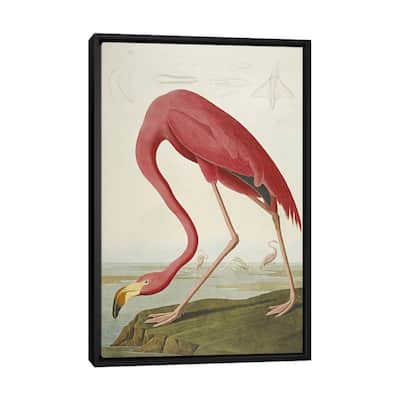 iCanvas "American Flamingo" by John James Audubon Framed Canvas Print