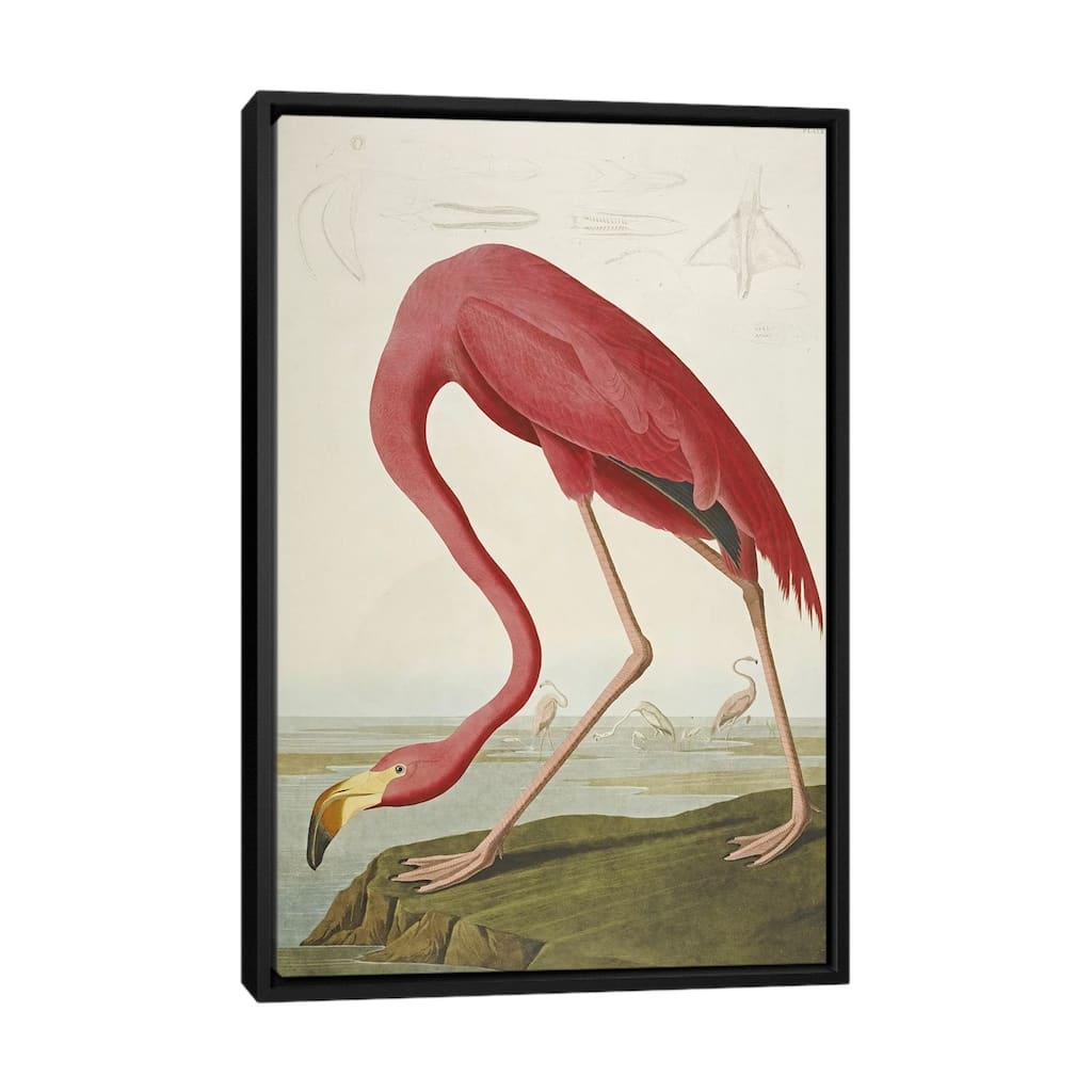 iCanvas "American Flamingo" by John James Audubon Framed Canvas Print
