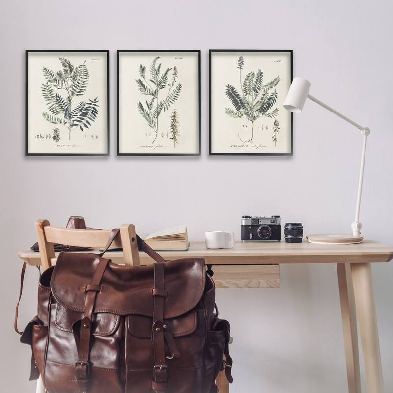 Stupell Green Botanical Latin Study Vintage Herb Motif Diagram Framed Wall Art - Beige